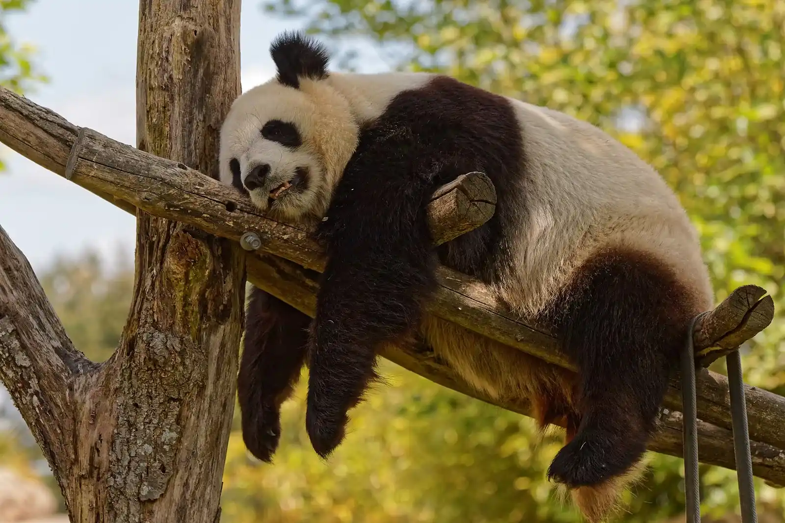 Panda géant au ZooParc de Beauval