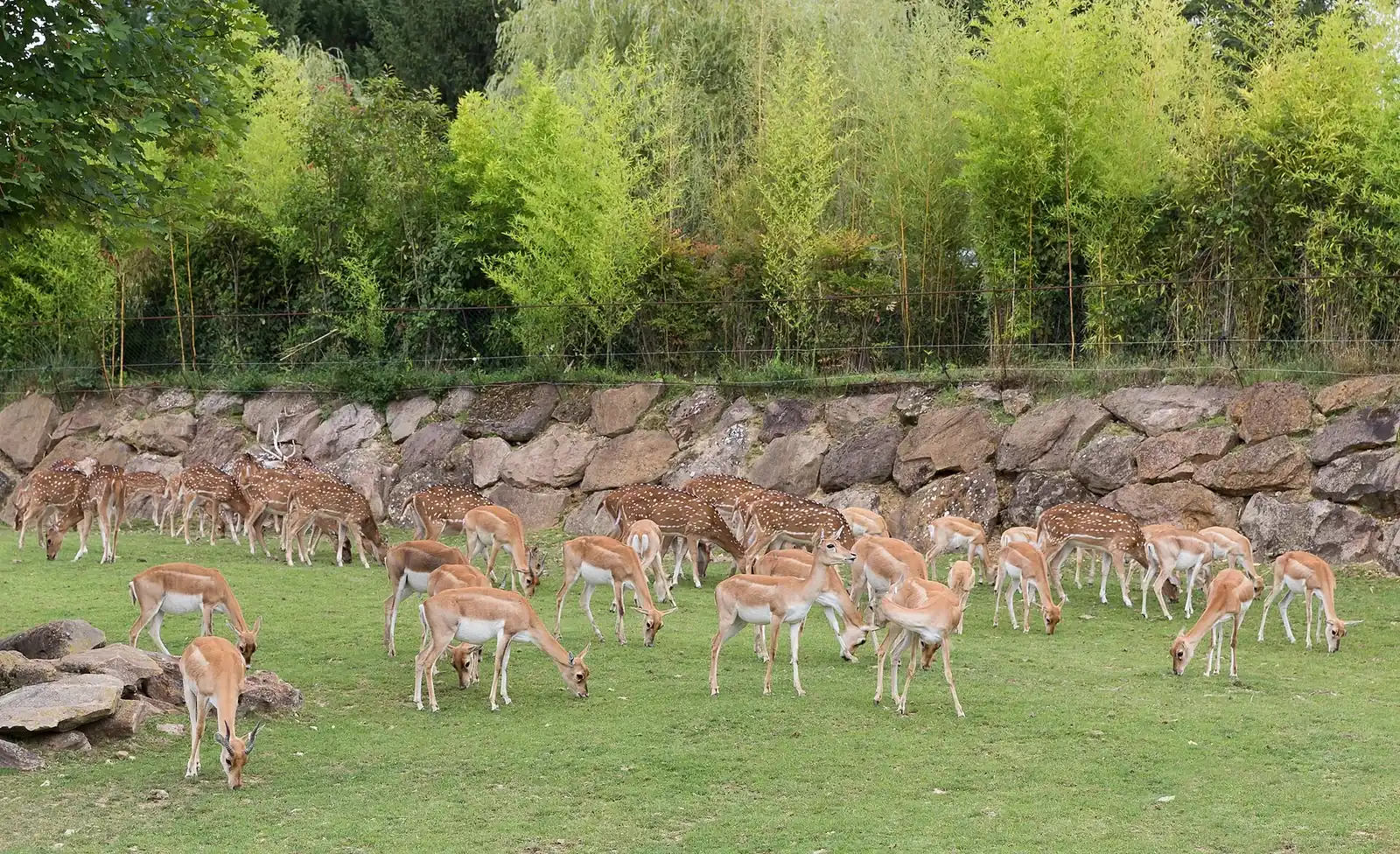 Antilopes dans un vaste espace paysager du ZooParc de Beauval