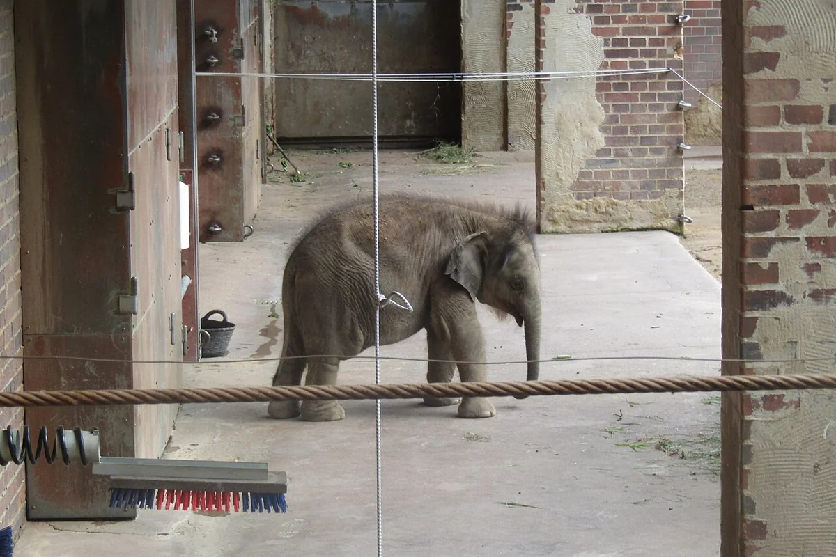 Éléphant d’Asie adulte dans un espace extérieur du zoo de Leipzig