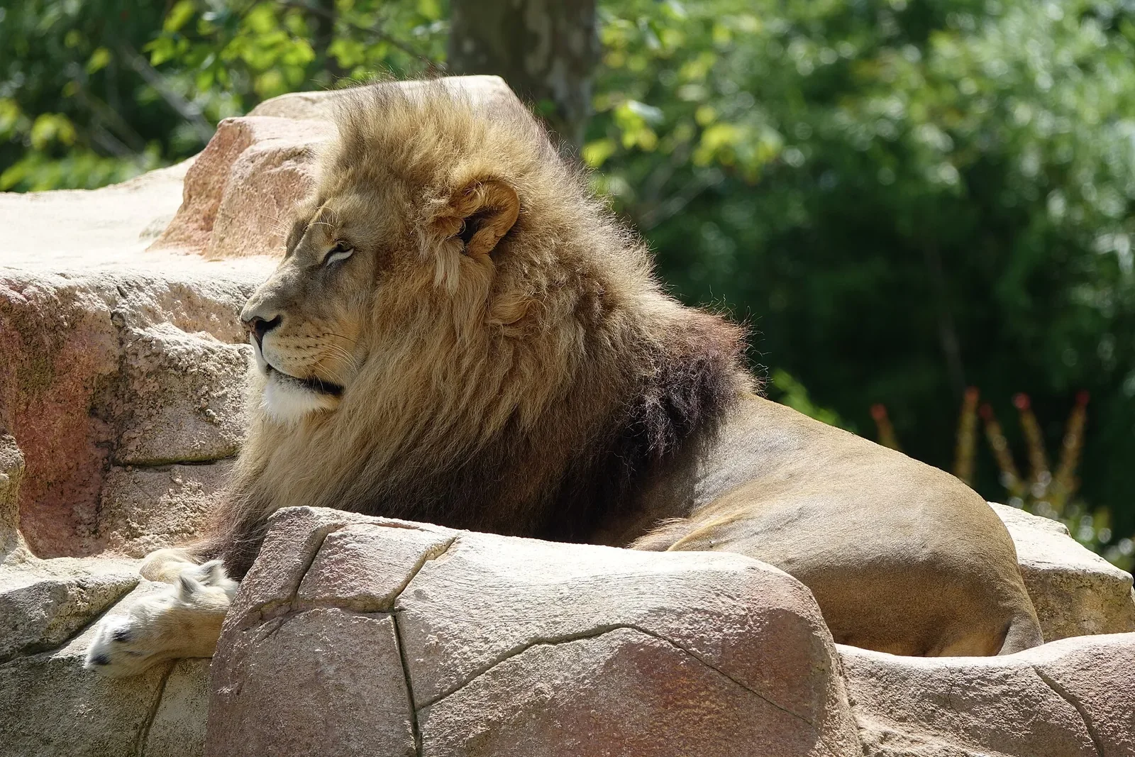 Lion mâle adulte couché au milieu de rochers